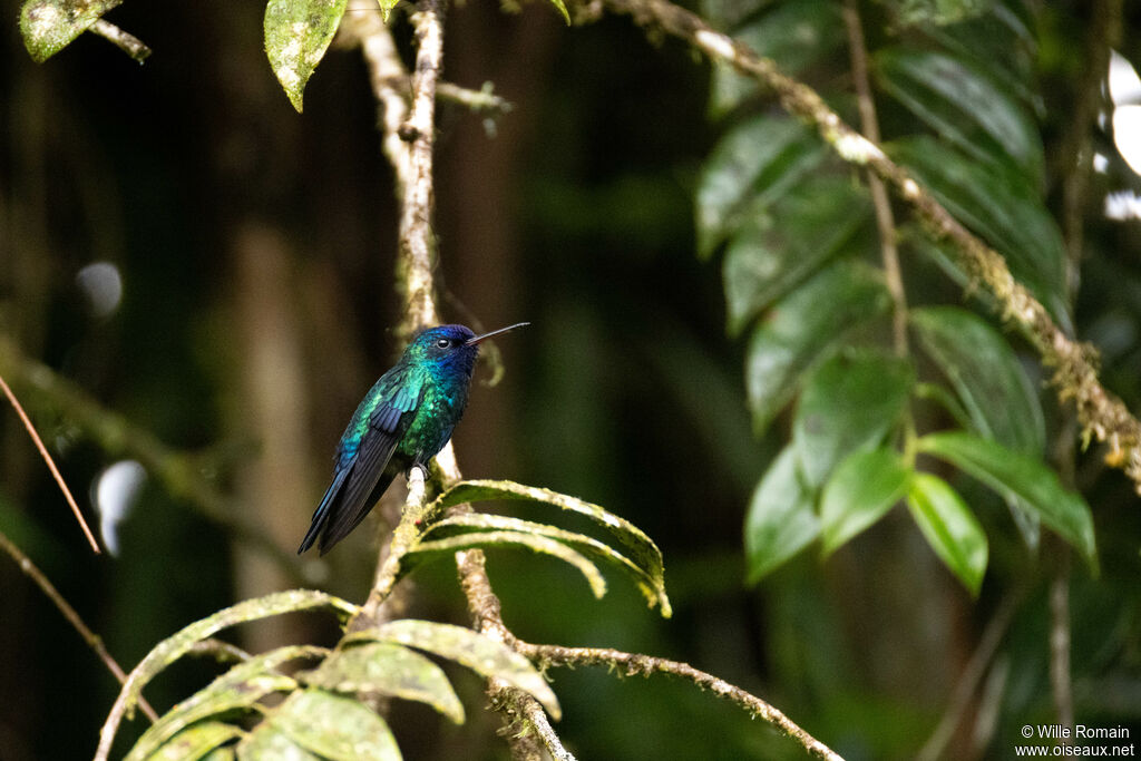 Colibri à tête bleue mâle adulte