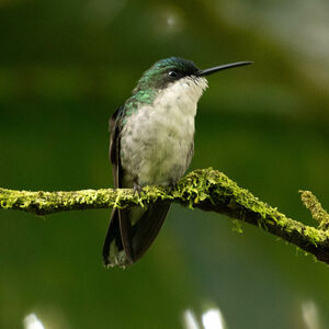 Colibri à tête bleue