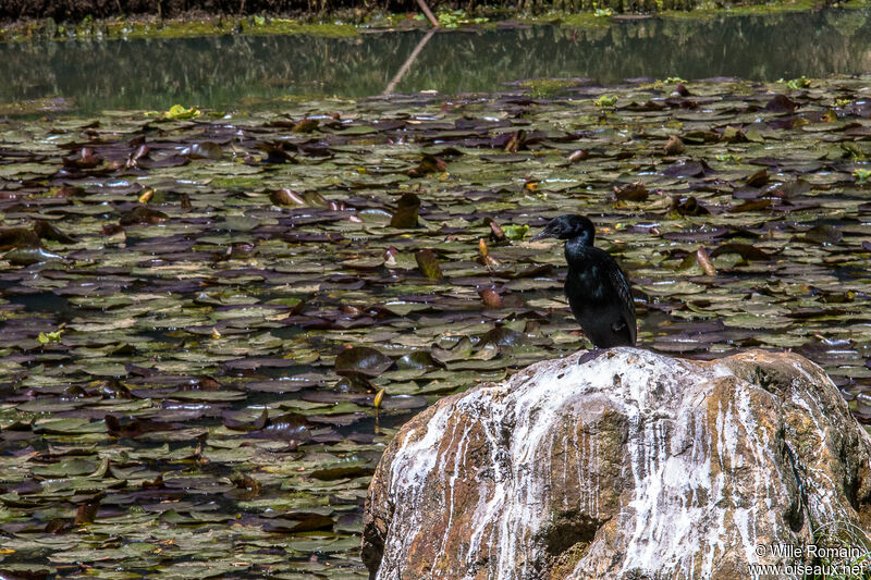 Cormoran de Vieillotadulte nuptial