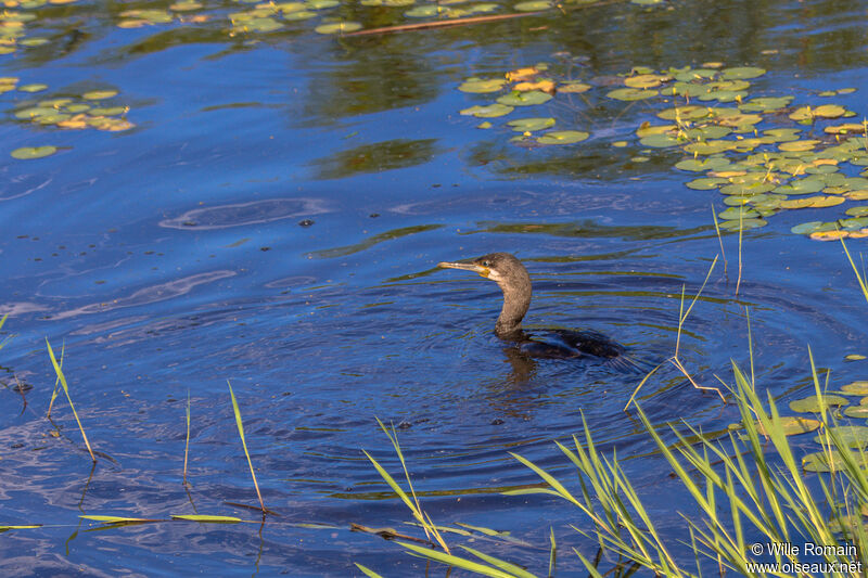 Cormoran du Capadulte, nage