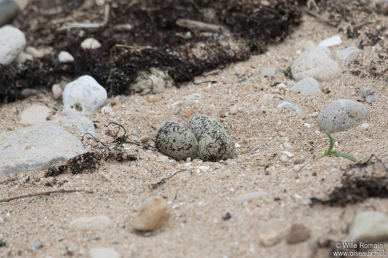 Gravelot à collier interrompu, camouflage