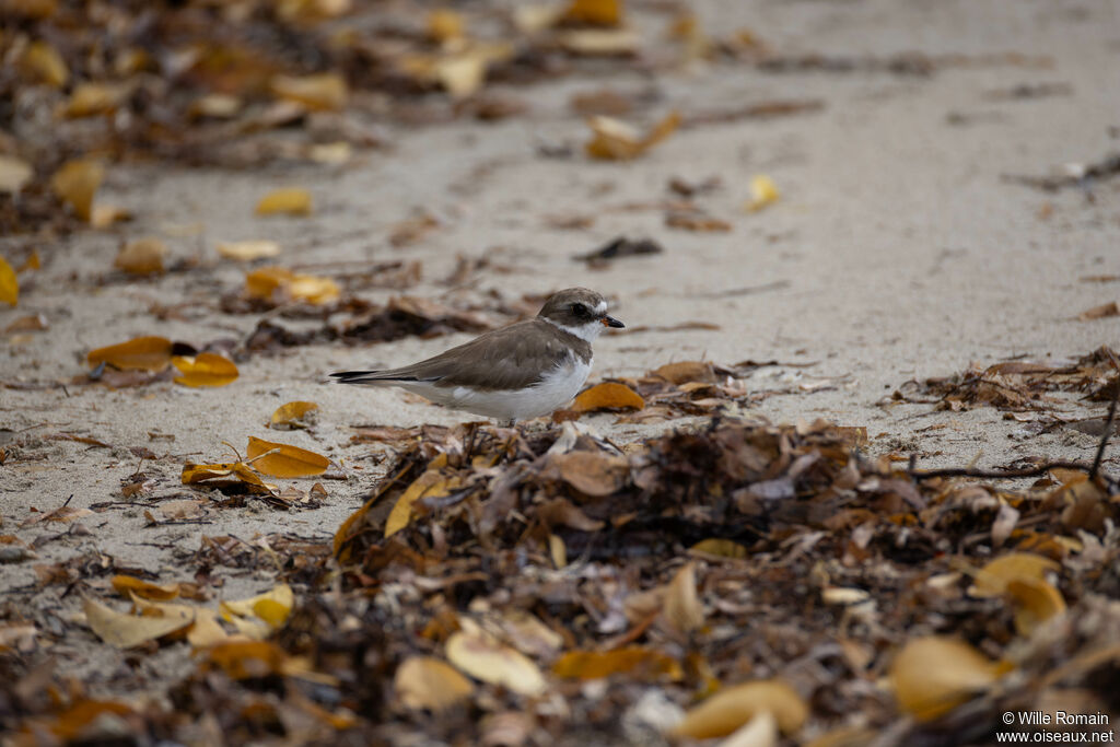 Gravelot semipalmé - Pluvier semipalmé<br />adulte