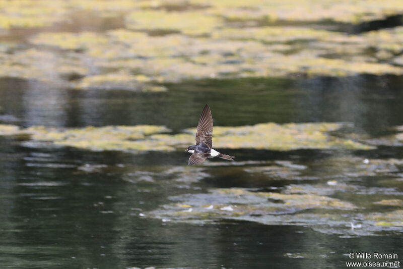 Hirondelle de fenêtreadulte, Vol