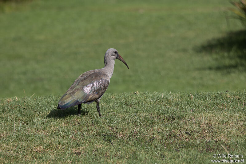 Ibis hagedashadulte