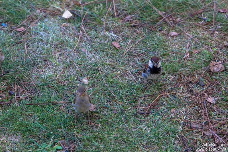 Moineau cisalpin mâle adulte nuptial