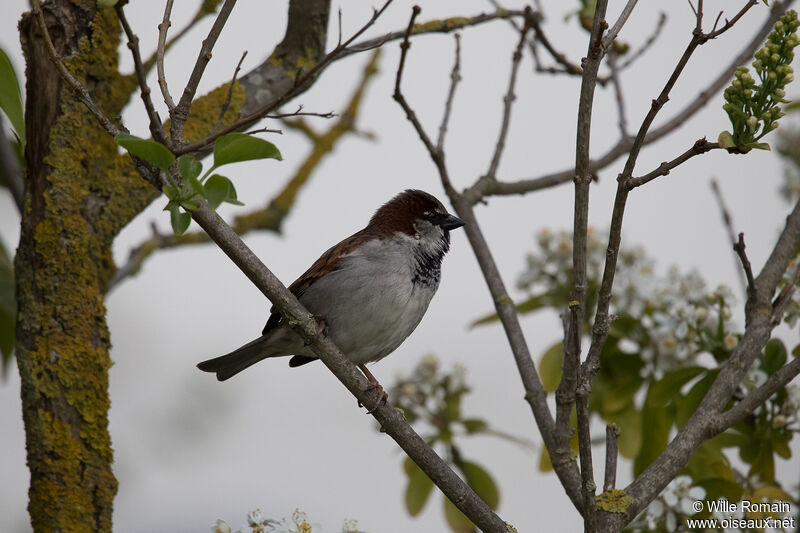 Moineau domestique mâle adulte nuptial