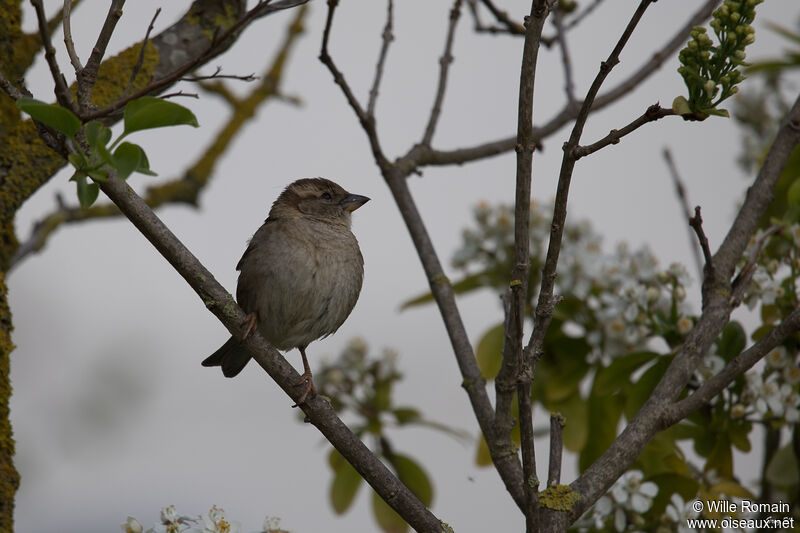 Moineau domestique femelle adulte nuptial