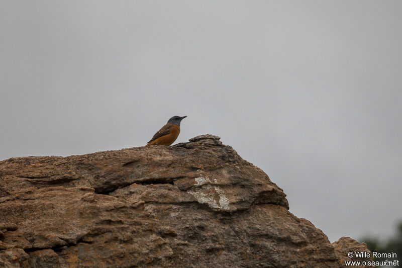 Monticole rocar mâle adulte, habitat, marche