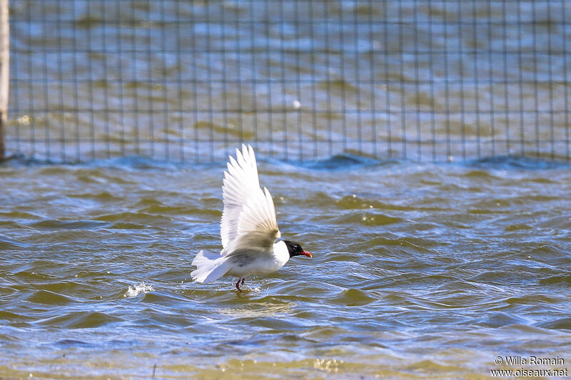 Mouette mélanocéphaleadulte nuptial, soins, Vol