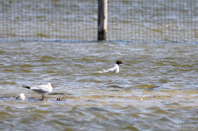 Mouette mélanocéphaleadulte nuptial, soins