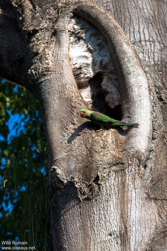 Alexandrine Parakeet male adult, Reproduction-nesting