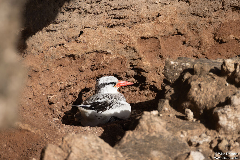Phaéton à bec rougeadulte, Nidification