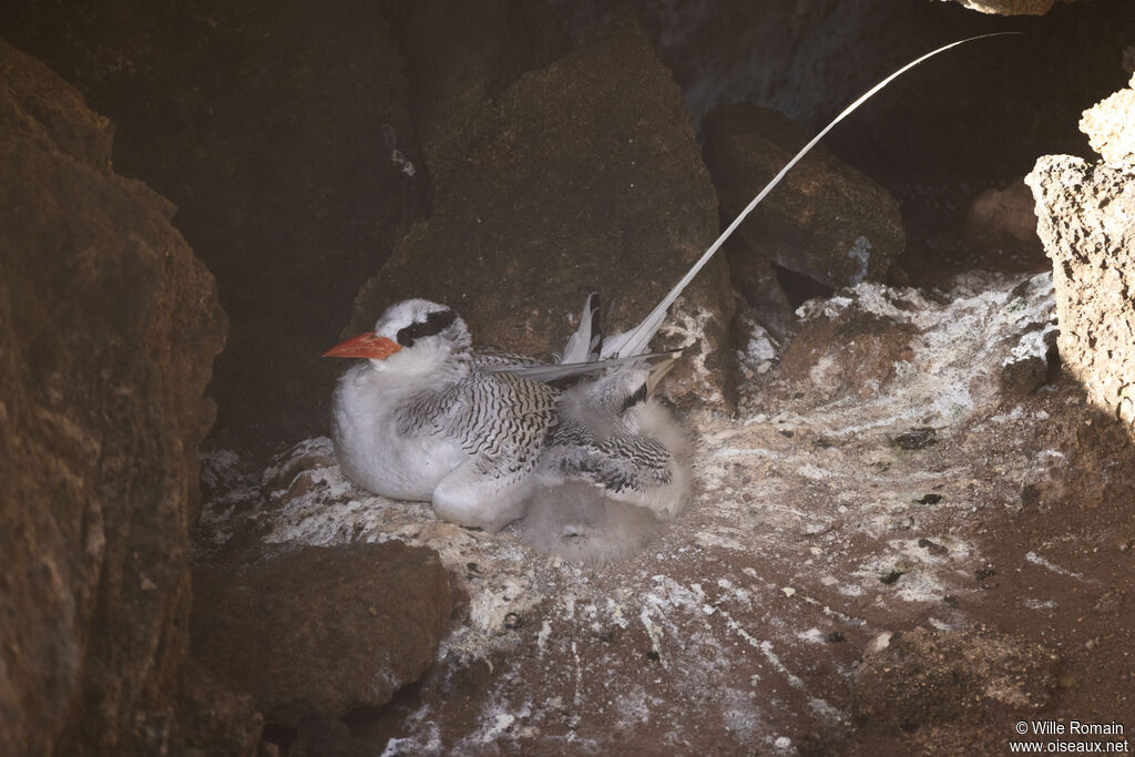 Phaéton à bec rouge, Nidification