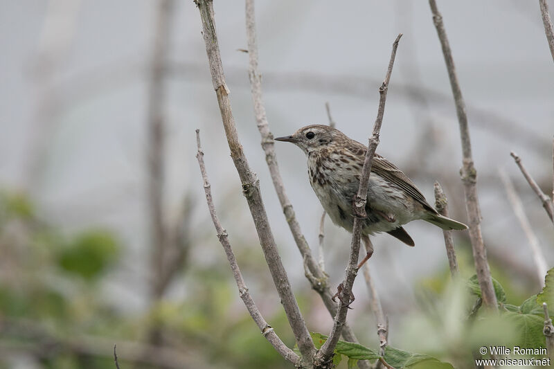 Pipit farlouse