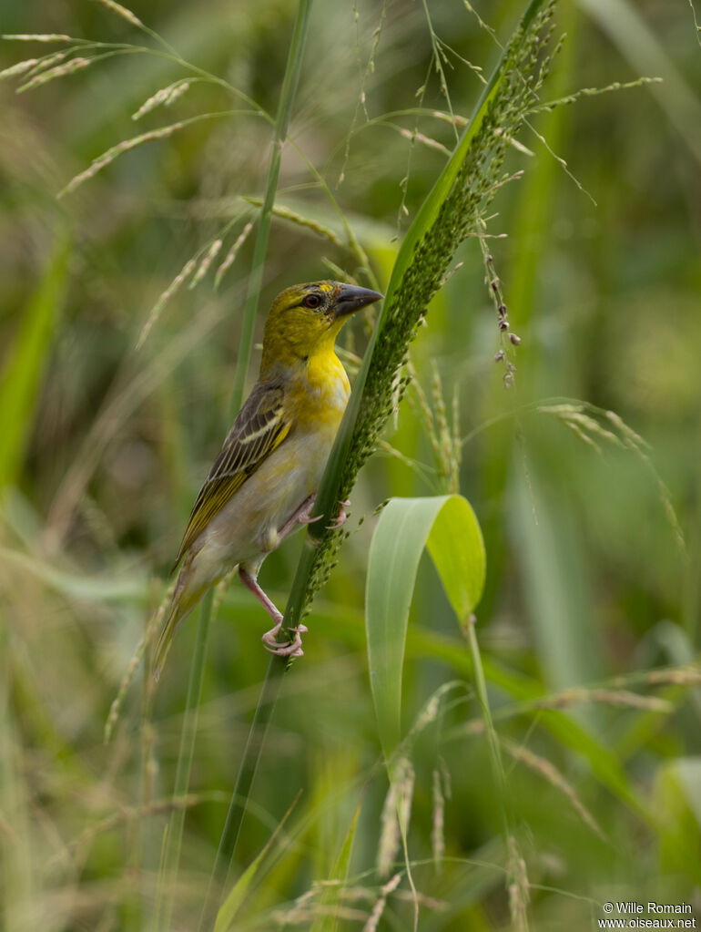 Tisserin gendarme femelle adulte, mange