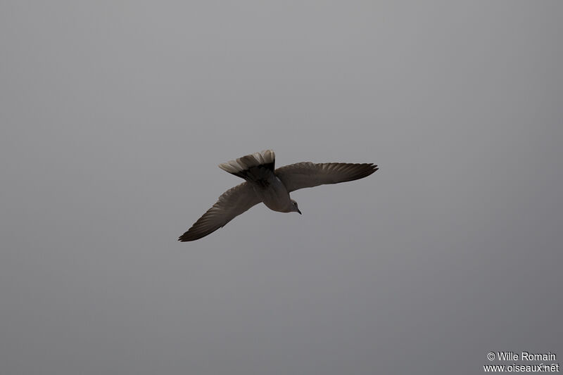 Eurasian Collared Doveadult, Flight