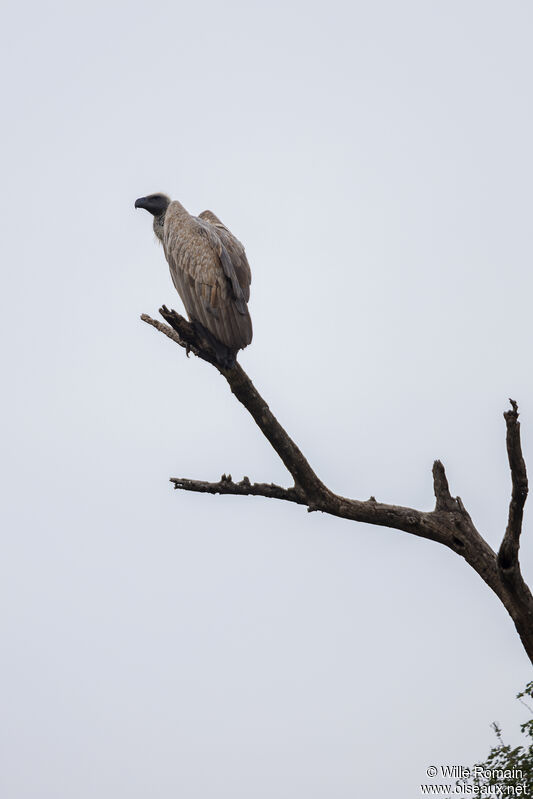 Vautour africainadulte