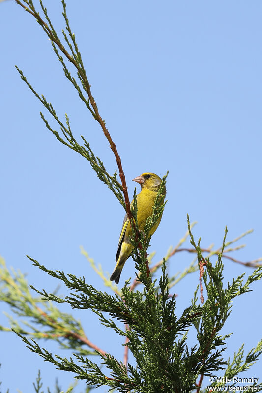 European Greenfinchadult breeding