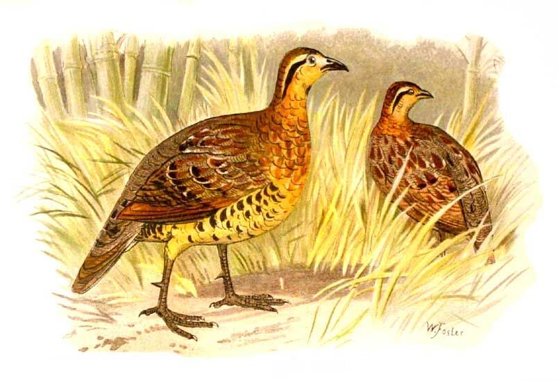 Bambusicole de Fytch