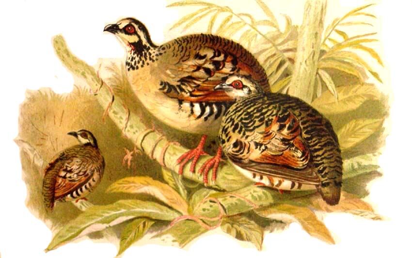 Torquéole à poitrine brune