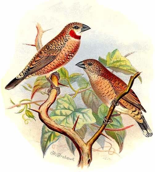 Cut-throat Finch