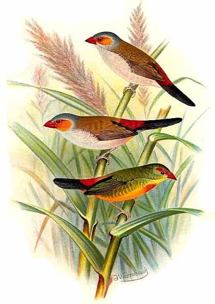 Orange-cheeked Waxbill