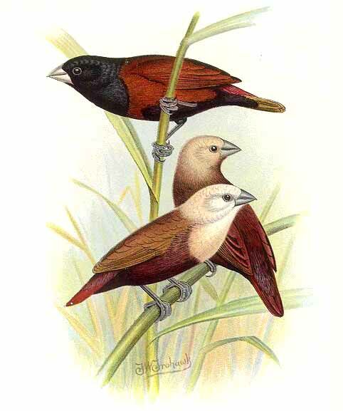 White-headed Munia