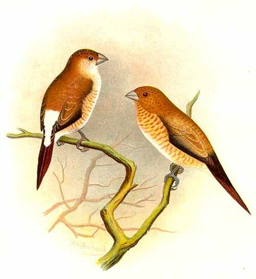 African Silverbill