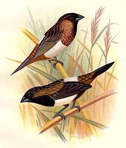 White-rumped Munia