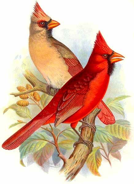 Cardinal rouge