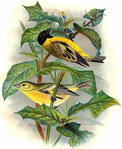 Black-headed Siskin