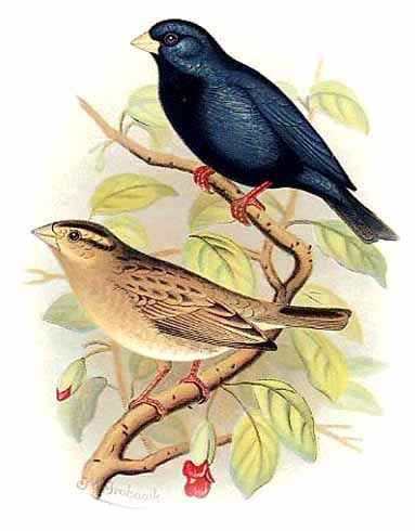 Village Indigobird