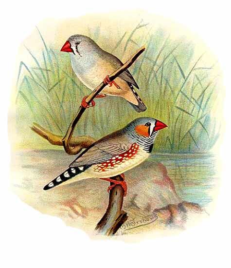 Sunda Zebra Finch