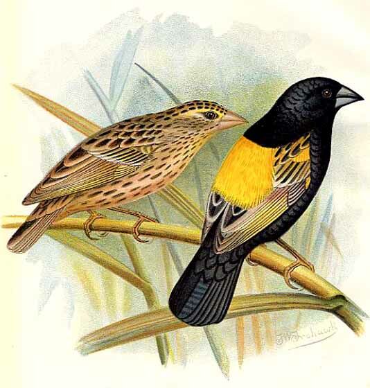 Yellow Bishop