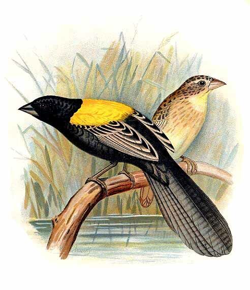 Yellow-mantled Widowbird