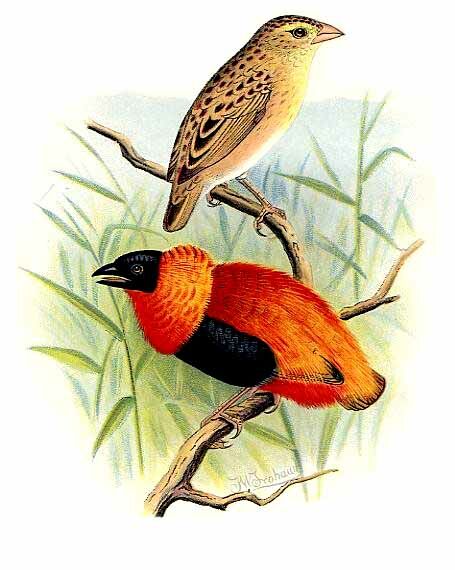 Northern Red Bishop