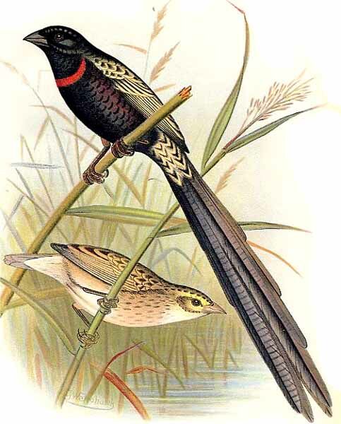 Red-collared Widowbird