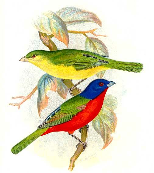 Painted Bunting