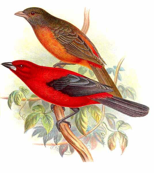 Scarlet Tanager