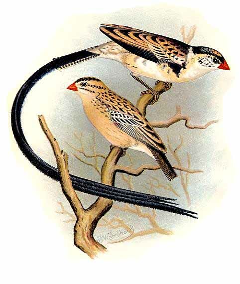 Pin-tailed Whydah