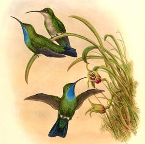 Campyloptère de Santa Marta