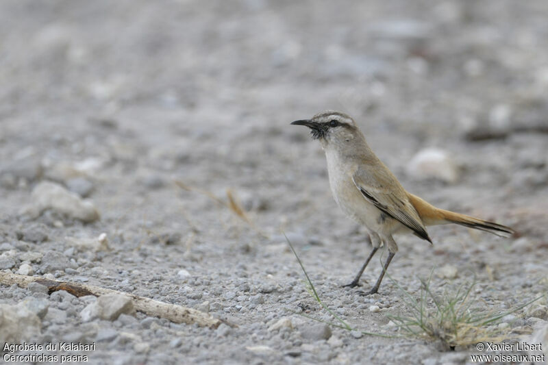 Agrobate du Kalahariadulte, identification