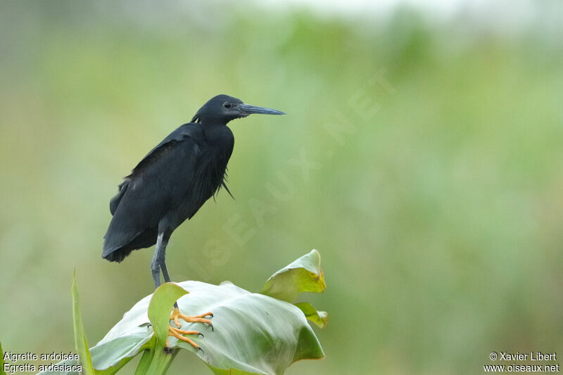 Black Heron, identification