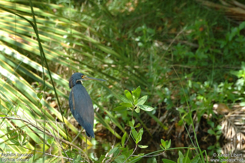 Tricolored Heron, identification