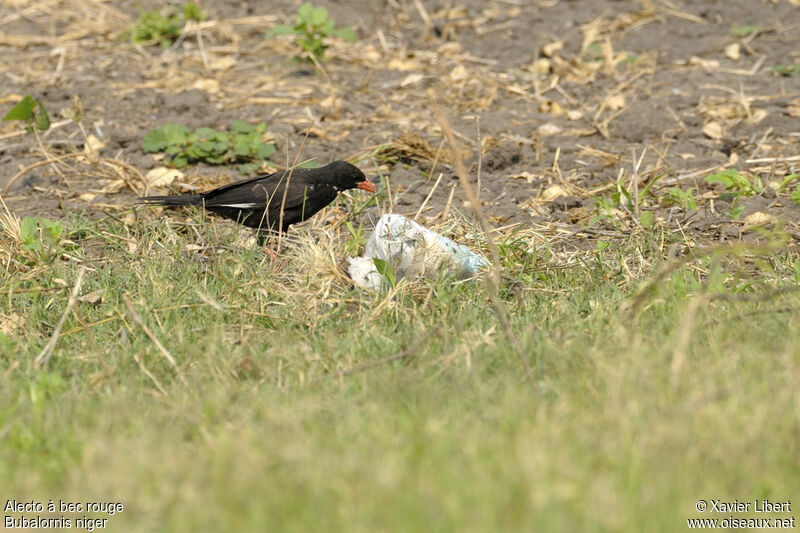 Red-billed Buffalo Weaver male adult, identification