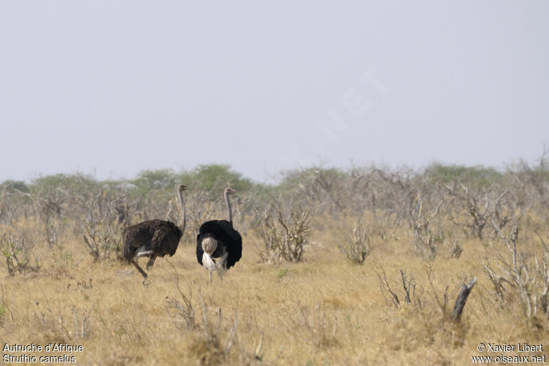 Common Ostrich adult, identification