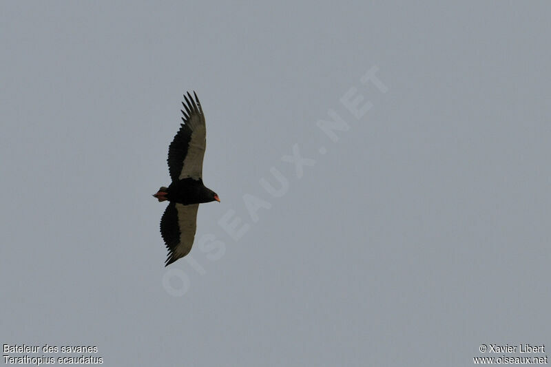 Bateleur male adult, Flight