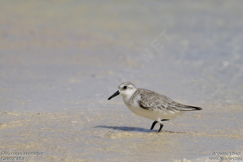 Sanderlingadult post breeding, identification