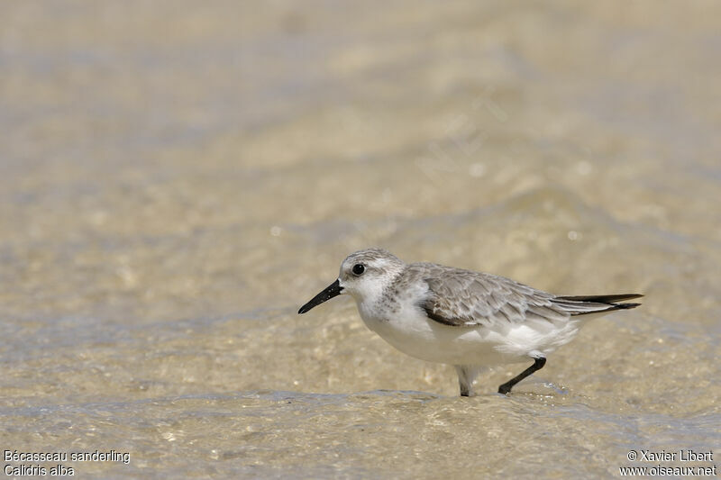 Sanderlingadult post breeding, identification