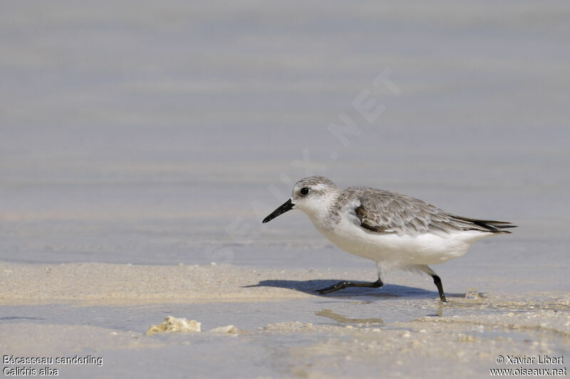 Sanderlingadult post breeding, identification